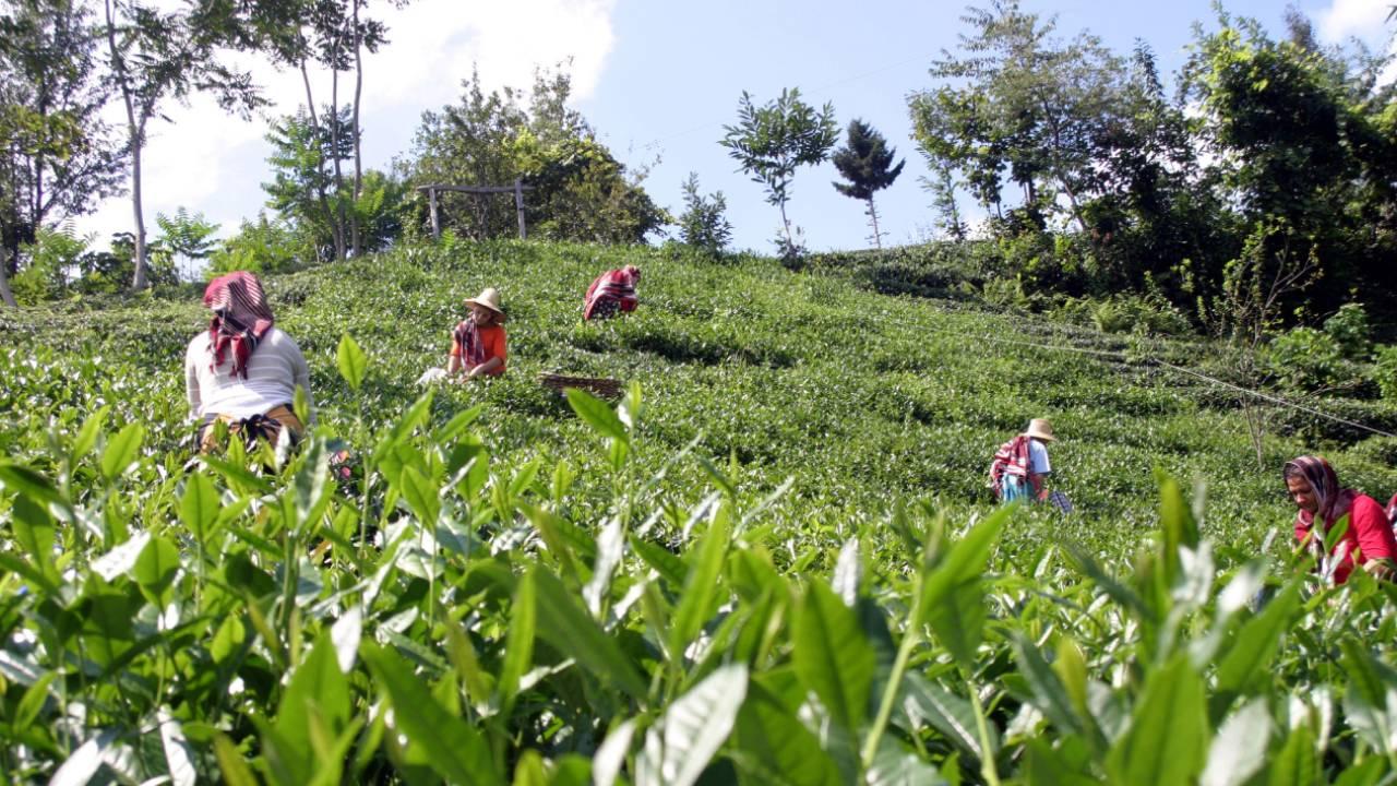 Çaykur Binlerce İşçi Alacak! İŞKUR 2026 Başvuru Şartları!!!!