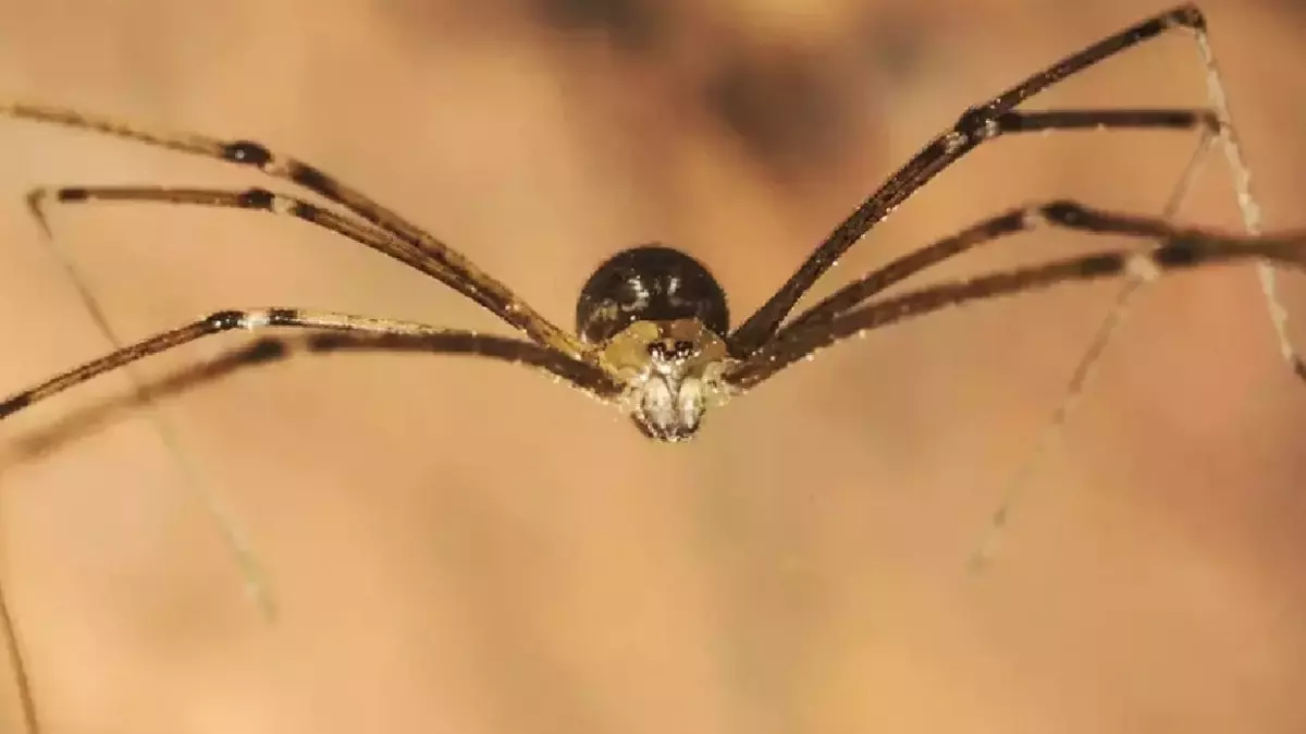 Evdeki Örümcekleri Anında Kaçıran O Mucizevi Basit Yöntem!