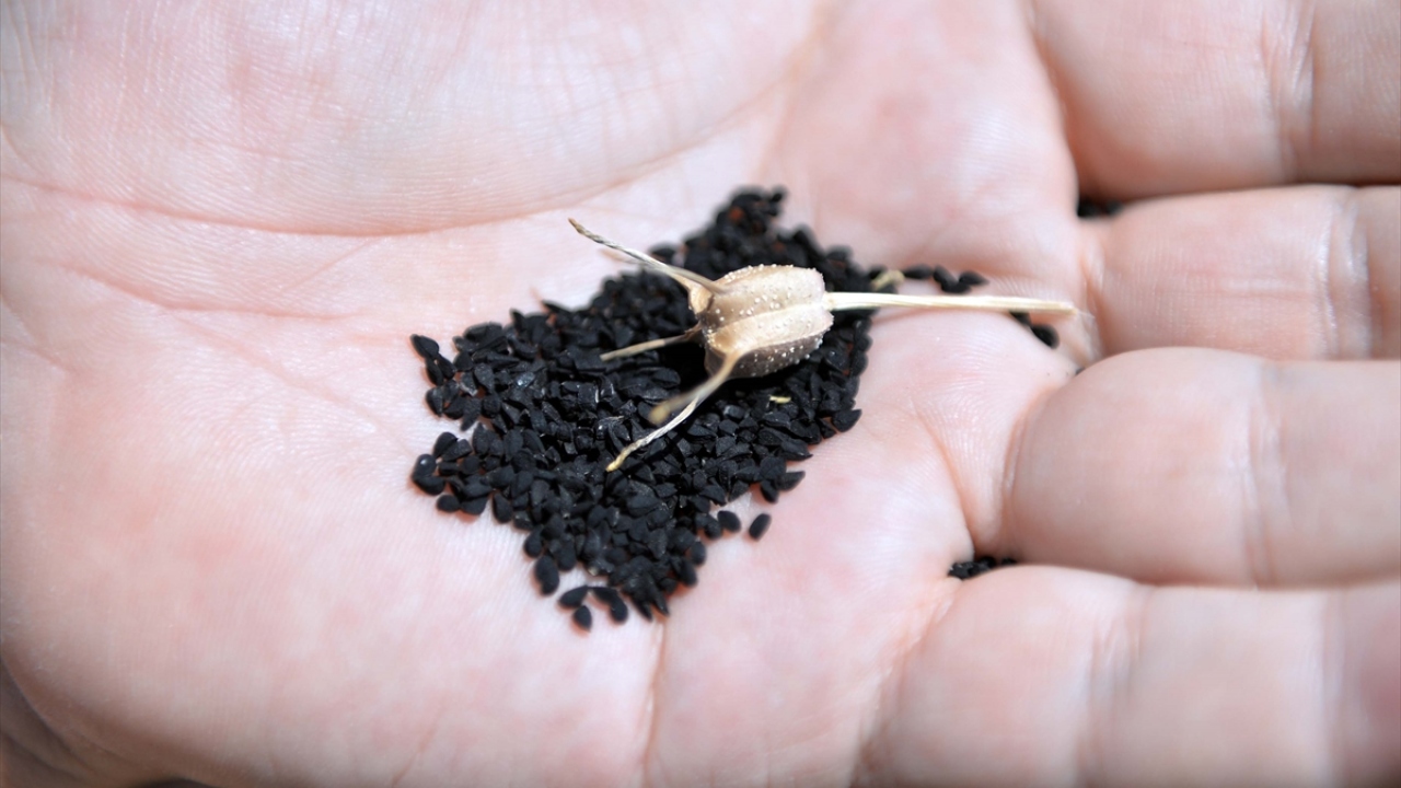 Peygamber Efendimiz Neden Çörek Otu Tavsiye Etti? Sırrı Ne!