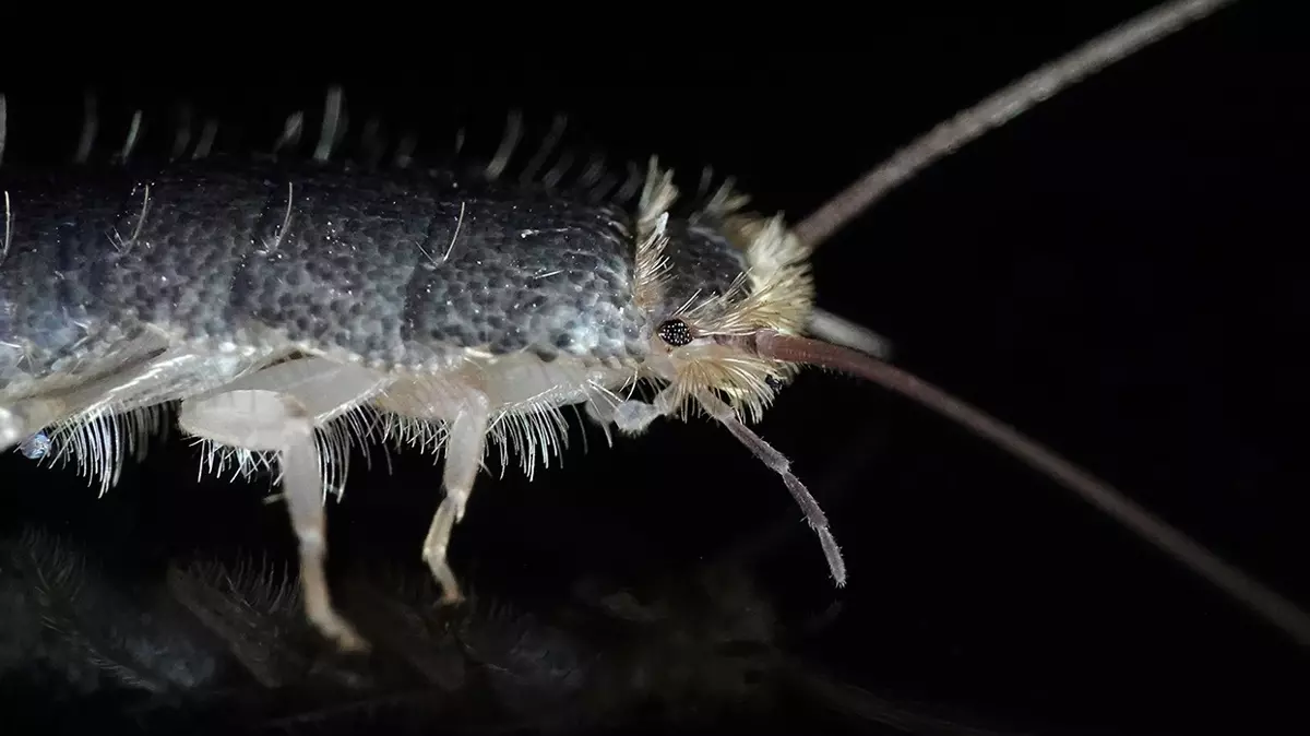 Banyo Böcekleri Buna Geliyormuş! İşte Kurtulmanın Kesin Yolu